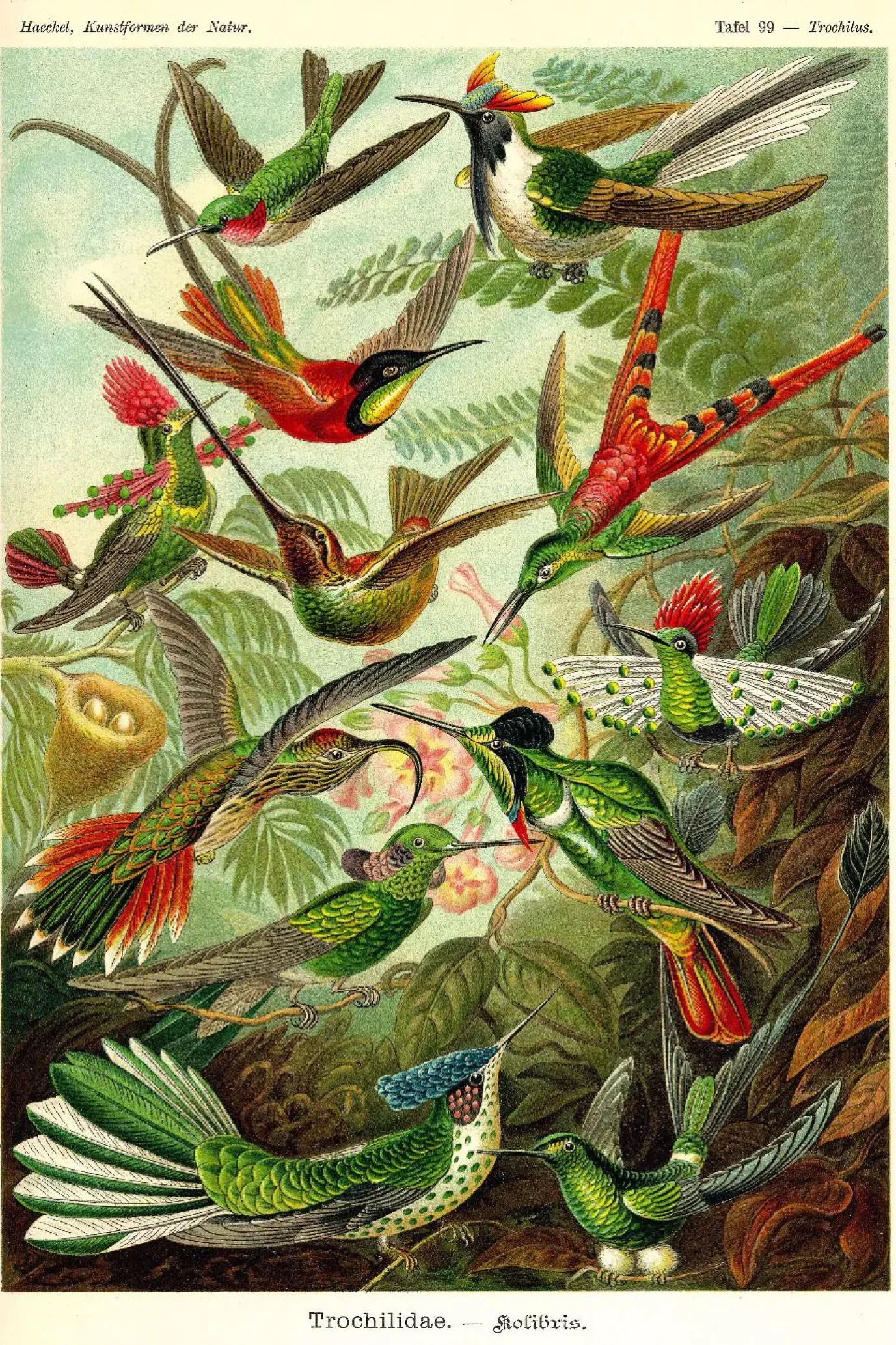 NANU-NANA Poster Beautiful Birds, Nr. 66