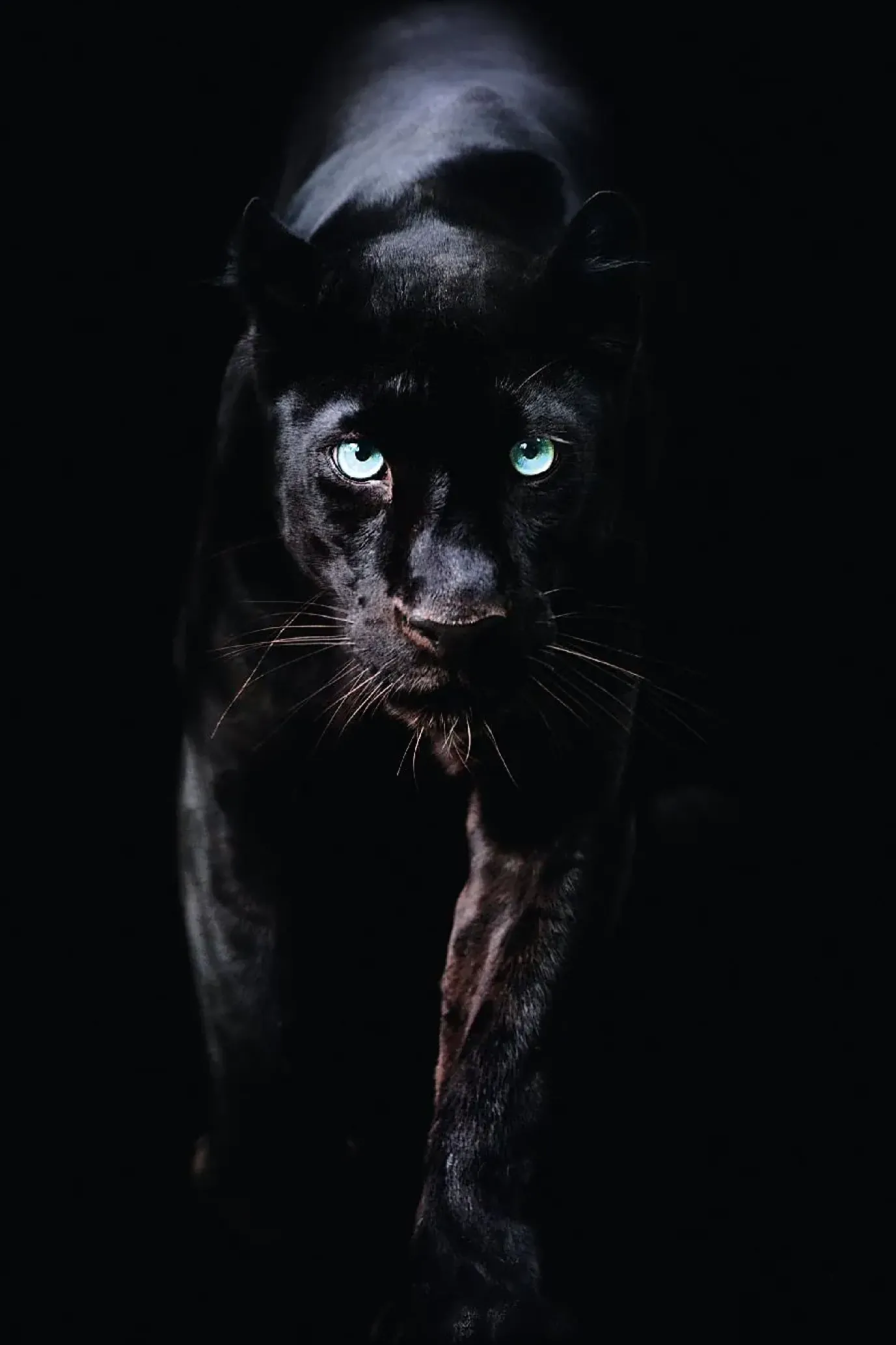 NANU-NANA Poster Black Panther, Nr. 179