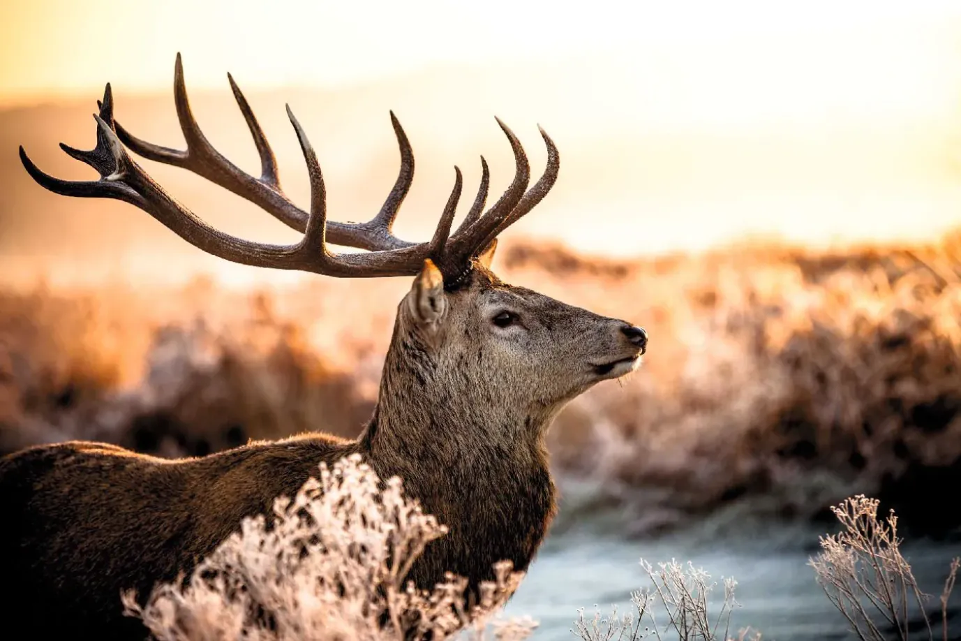 NANU-NANA Poster Deer In Forest, Nr. 52