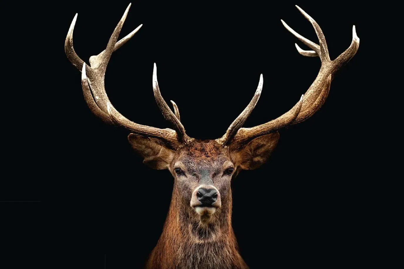 NANU-NANA Poster Deer Portrait, Nr. 163