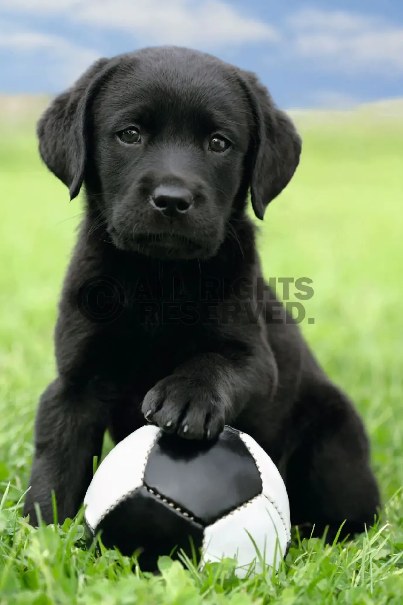 NANU-NANA Poster Dog - Labrador Football, Nr. 65