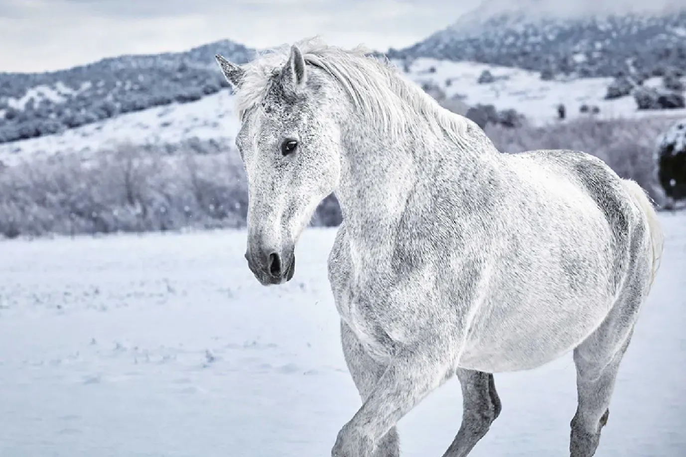 NANU-NANA Poster White Horse In Snow, Nr. 169